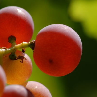 roter Gutedel ANT 0496